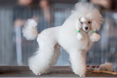 Sana bir tuvalet masaya bakmak beyaz kaniş köpek