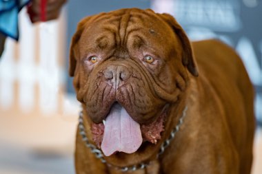 Dogue De Bordeaux köpek portre 