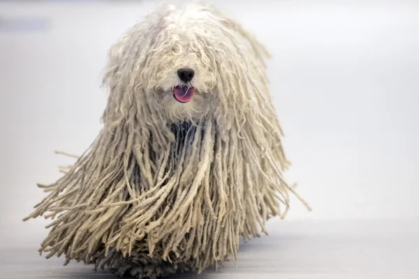 Rasta Poodle perro blanco que viene a usted — Foto de Stock