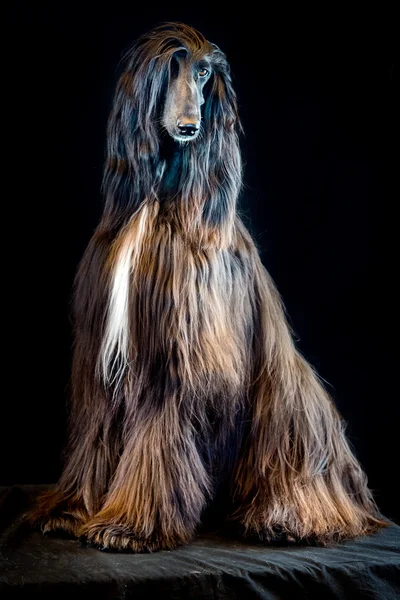 Afghan greyhound dog portrait on black background — Stock Photo, Image