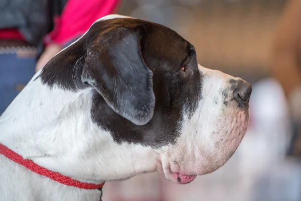 Perfil do nariz do cão dinamarquês grande preto e branco — Fotografia de Stock