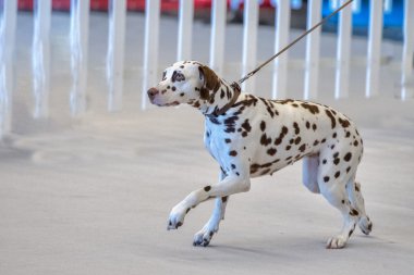 Dalmaçya köpek portre beyaz sırt üstü kapat