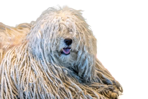 Rasta Poodle perro blanco sobre fondo blanco — Foto de Stock