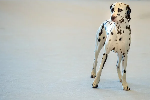 Retrato de perro dálmata de cerca en la espalda blanca —  Fotos de Stock