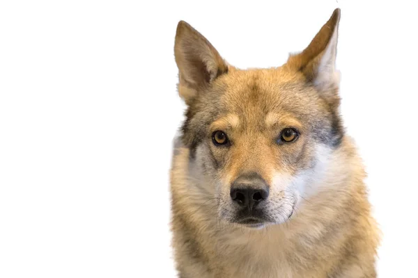Retrato de cão lobo checo isolado em branco — Fotografia de Stock
