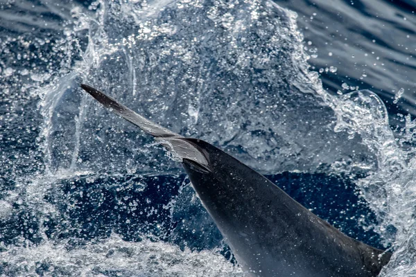 Dolphin while jumping in the deep blue sea — Stock Photo, Image