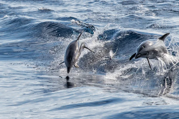Dauphin commun sautant hors de l'océan — Photo