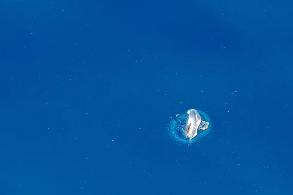 深い青色の海をバックにカツオノカンムリ クラ ゲ — ストック写真