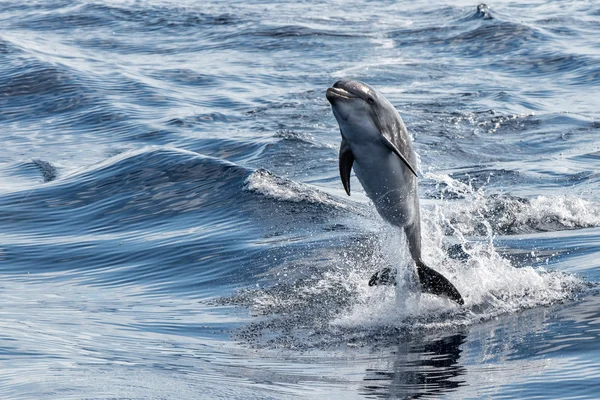 Společný delfín na lyžích mimo oceán — Stock fotografie