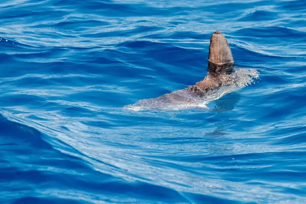 Moonfish fuera del agua mientras come medusas — Foto de Stock