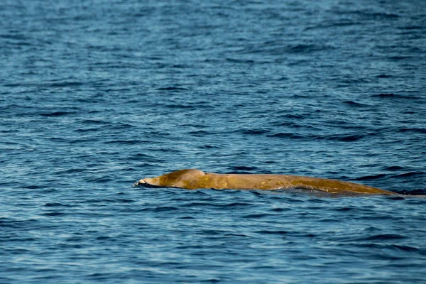 Delfín de ballena de pico de ganso raro Ziphius cavirostris — Foto de Stock