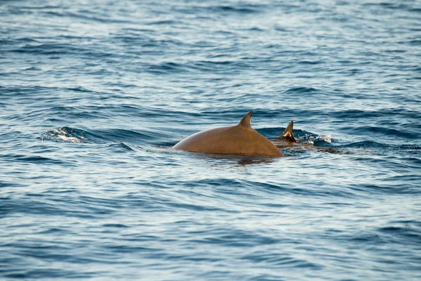 Rara oca becco balena delfino Ziphius cavirostris — Foto Stock