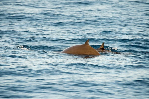 Sällsynta gås näbbvalar whale dolphin Ziphius cavirostris — Stockfoto