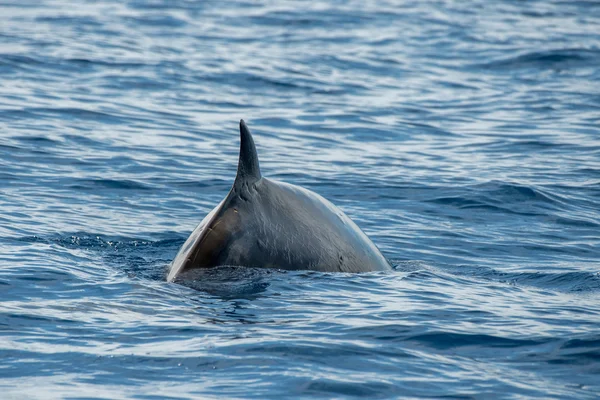 Ritka liba csőrös delfin delfin Ziphius cavirostris — Stock Fotó