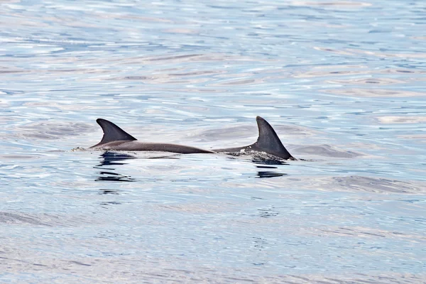 Common dolphin fin detail while swimming down — Stock Photo, Image