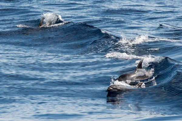 Vanliga delfiner hoppa utanför havet — Stockfoto