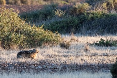 tavşan ayakta çim ve sana bakmak