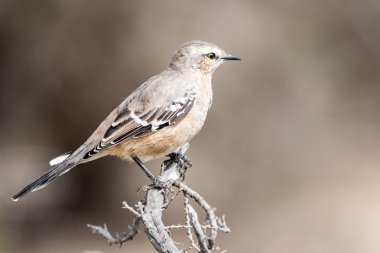 Patagonya finch kuş yakın çekim bir ağaç üzerinde