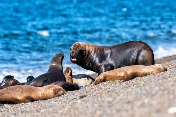 Roar of Male sea lion seal on the beach — Stock Photo, Image