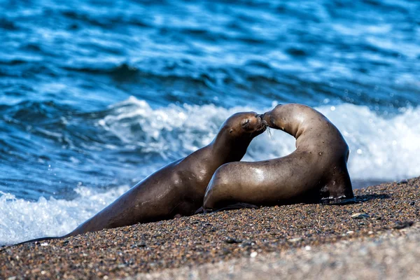 Lion de mer sur mousse et vague de mer — Photo