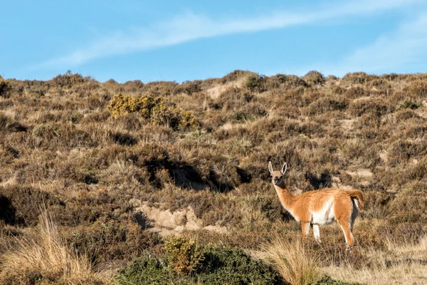 Retrato de guanaco en Argentina Patagonia de cerca — Foto de Stock