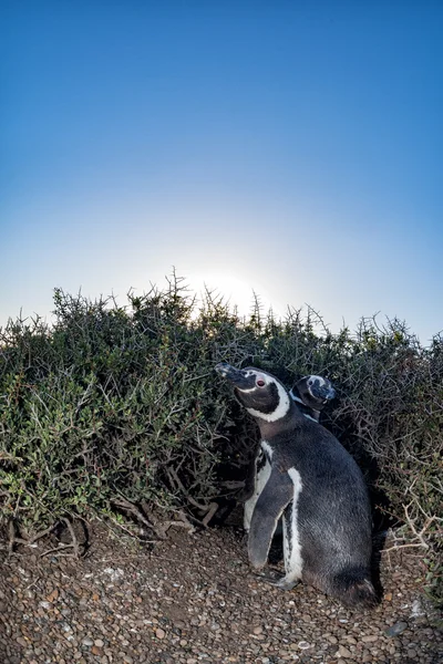 Patagonya penguen yakın portre bakmak yukarıya — Stok fotoğraf