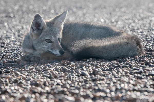 Graufuchs entspannt sich am Strand in Patagonien — Stockfoto