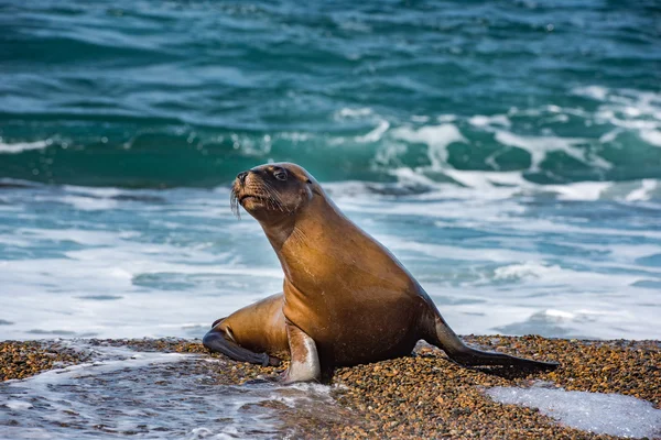 Sea lion seal close up portrait look at you — Stock Photo, Image