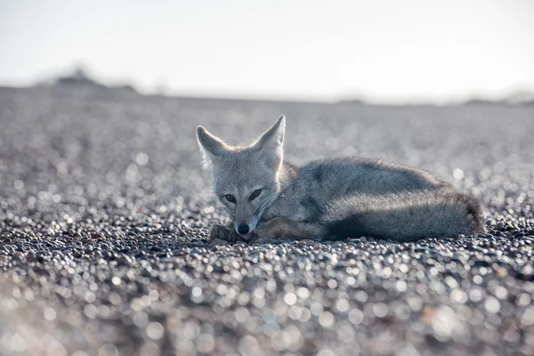 Zorro gris relajándose en la playa en Patagonia — Foto de Stock