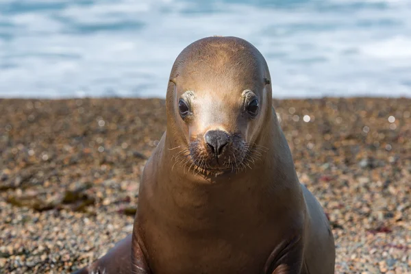 Lobo marino sello de cerca retrato mírate — Foto de Stock