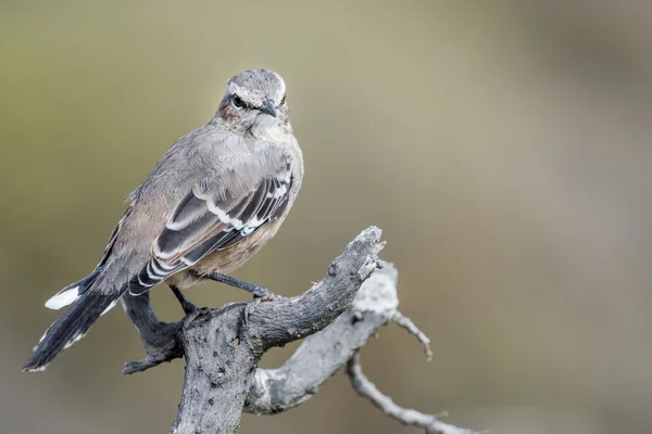 Патагония птица-вьюнка близко к дереву — стоковое фото