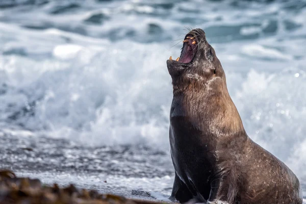 Рык мужского морского льва на пляже — стоковое фото