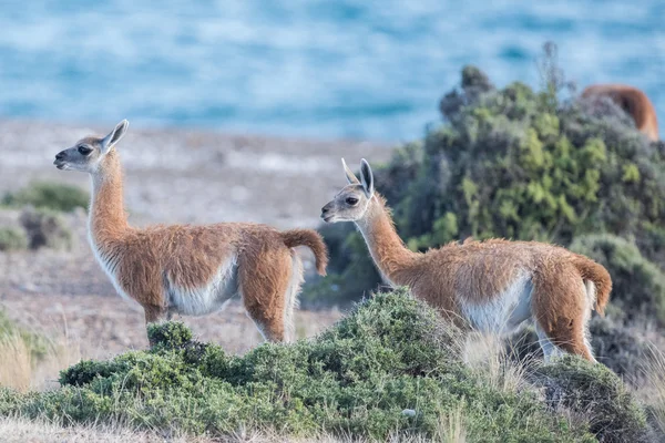 Portrait guanaco en Argentine Patagonie gros plan — Photo