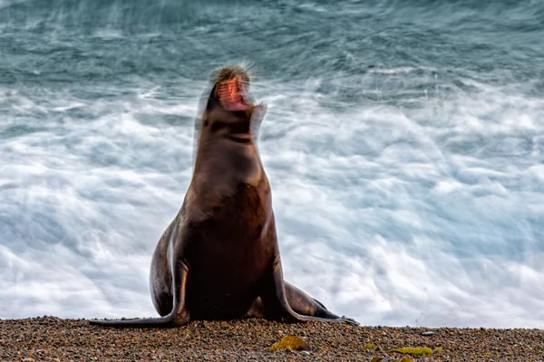 Seelöwe am Strand Unschärfeeffekt — Stockfoto