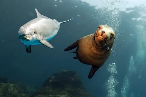 Delfines y leones marinos bajo el agua de cerca —  Fotos de Stock