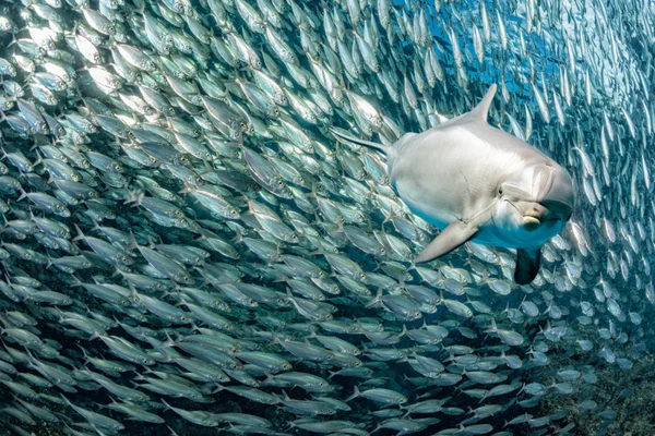 Дельфин под водой на рифе вблизи смотреть — стоковое фото
