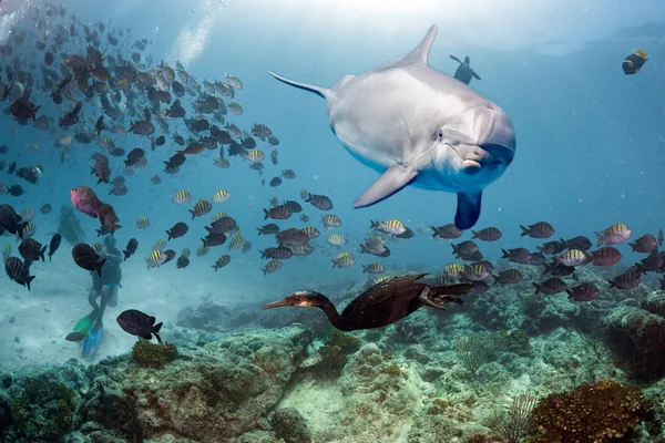 Dolphin under vattnet på revet på nära håll ser — Stockfoto