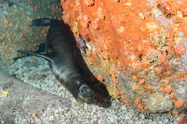 Cucciolo leone marino sott'acqua che ti guarda — Foto Stock