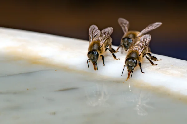 Las abejas mientras beben agua de cerca macro — Foto de Stock