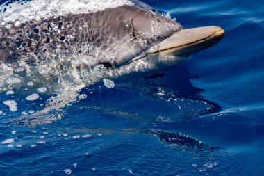 derin mavi denize atlama sırasında yunus