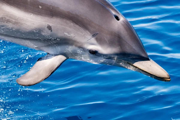 Дельфин во время прыжка в глубокое синее море — стоковое фото