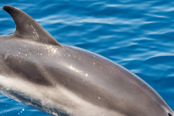 Delfín mientras salta en el mar azul profundo — Foto de Stock