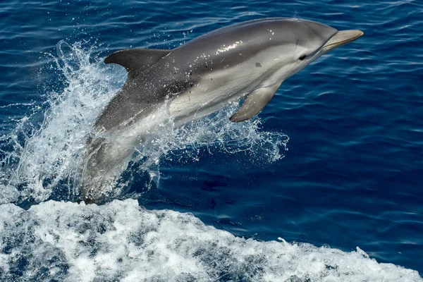 Dolfijnen terwijl springen in de diepe blauwe zee — Stockfoto