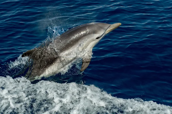 Delfini mentre saltano nel mare blu profondo — Foto Stock