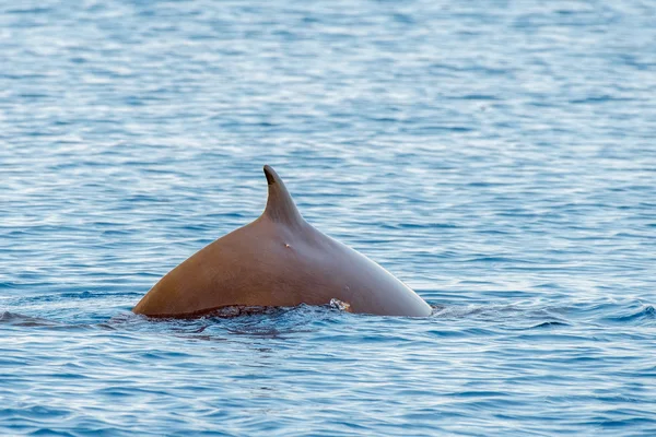 Rara oca becco balena delfino Ziphius cavirostris — Foto Stock