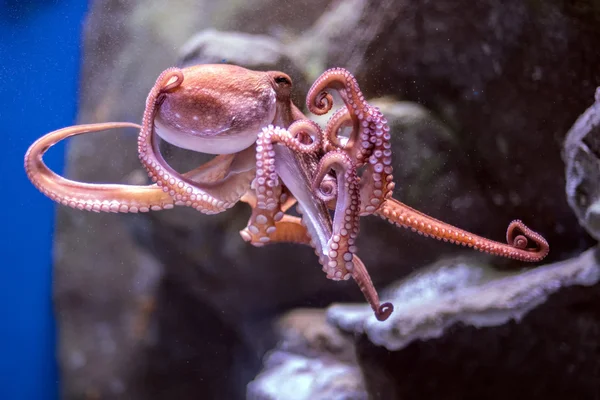 Octopus onderwater close-up portret tijdens de jacht — Stockfoto