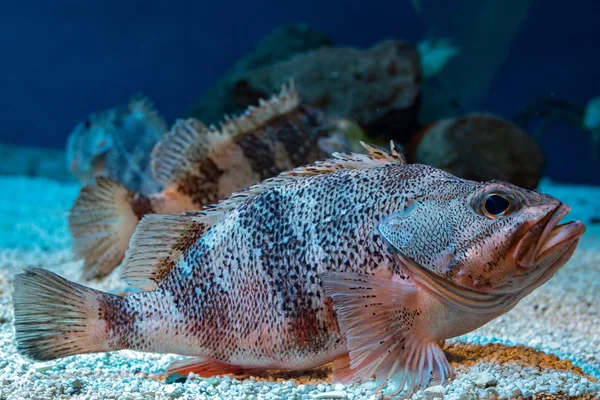 Blackbelly Rosefish underwater close up portrait diving — Stock Photo, Image