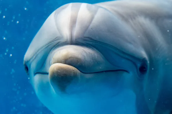 Dolphin leende öga närbild porträtt detalj — Stockfoto