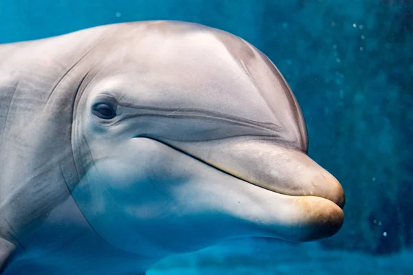 Dolphin leende öga närbild porträtt detalj — Stockfoto