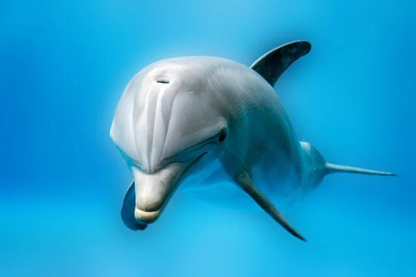 Dolphin leende öga närbild porträtt detalj — Stockfoto